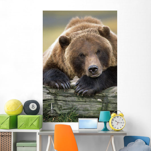 Captive Brown Bear Rests With It Front Legs Outstretched On A Log Wall Mural