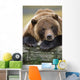 Captive Brown Bear Rests With It Front Legs Outstretched On A Log Wall Mural
