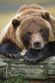 Captive Brown Bear Rests With It Front Legs Outstretched On A Log Wall Mural