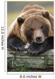 Captive Brown Bear Rests With It Front Legs Outstretched On A Log Wall Mural