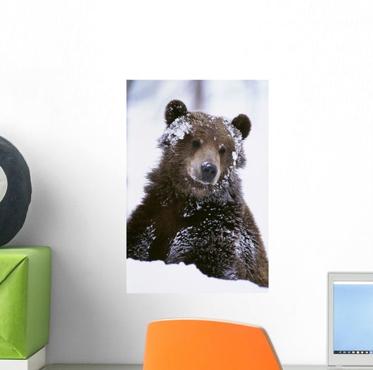 Grizzly Bear Standing With Face Covered In Snow Wall Mural
