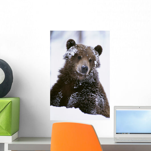 Grizzly Bear Standing With Face Covered In Snow Wall Mural