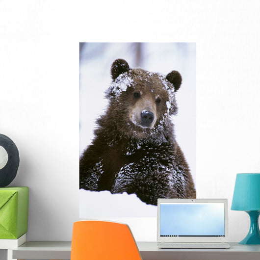 Grizzly Bear Standing With Face Covered In Snow Wall Mural