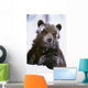 Grizzly Bear Standing With Face Covered In Snow Wall Mural