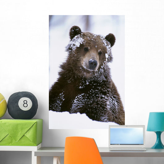 Grizzly Bear Standing With Face Covered In Snow Wall Mural