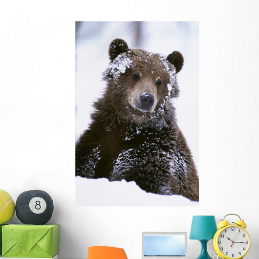Grizzly Bear Standing With Face Covered In Snow Wall Mural