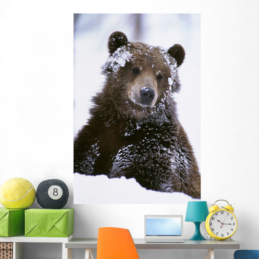 Grizzly Bear Standing With Face Covered In Snow Wall Mural