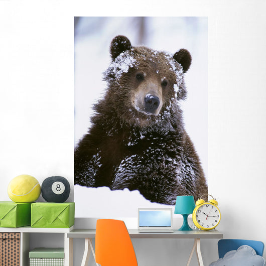 Grizzly Bear Standing With Face Covered In Snow Wall Mural