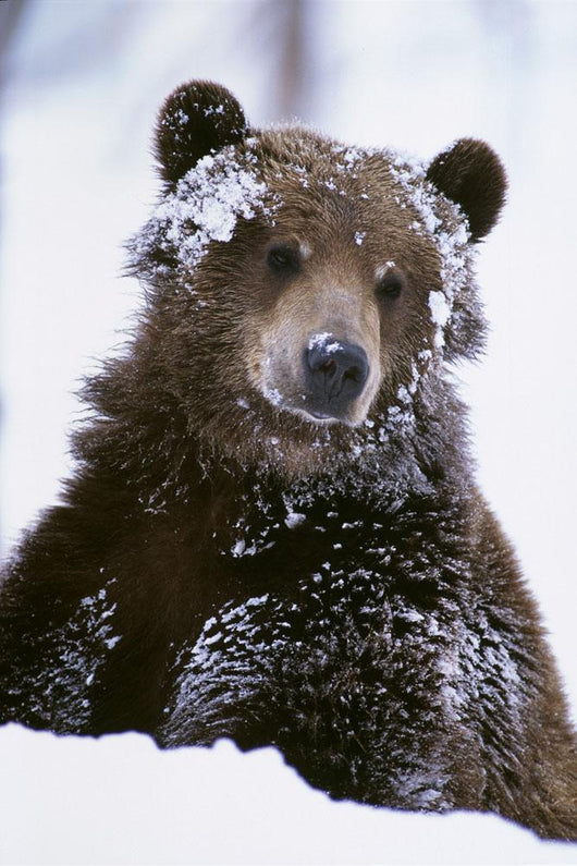 Grizzly Bear Standing With Face Covered In Snow Wall Mural