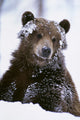 Grizzly Bear Standing With Face Covered In Snow Wall Mural