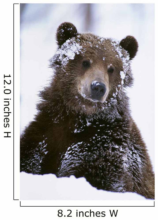 Grizzly Bear Standing With Face Covered In Snow Wall Mural