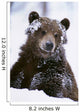 Grizzly Bear Standing With Face Covered In Snow Wall Mural