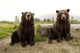 Captive Wall Mural
