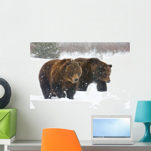 A Pair Of Adult Brown Bears Walk Through Falling Snow Wall Mural