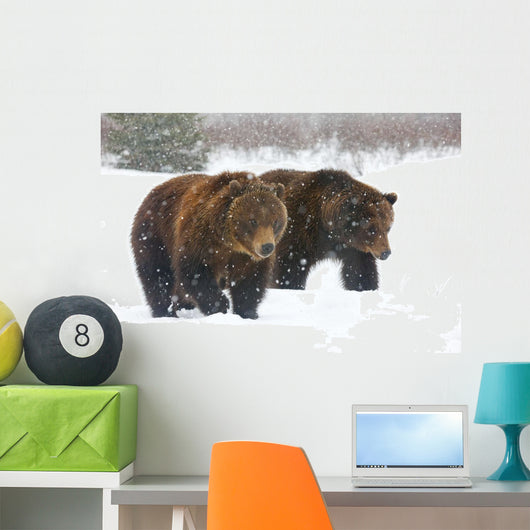 A Pair Of Adult Brown Bears Walk Through Falling Snow Wall Mural