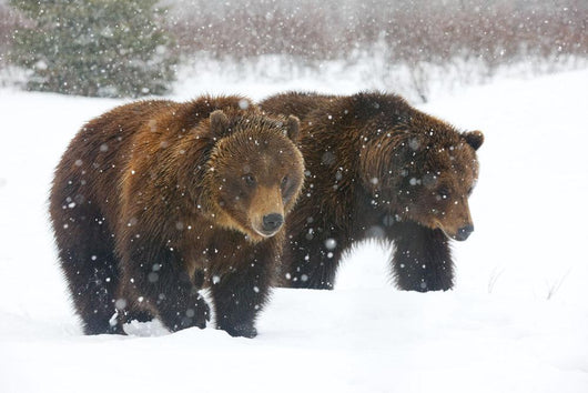A Pair Of Adult Brown Bears Walk Through Falling Snow Wall Mural
