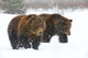 A Pair Of Adult Brown Bears Walk Through Falling Snow Wall Mural