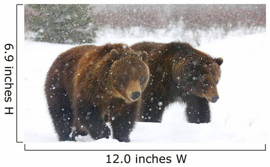 A Pair Of Adult Brown Bears Walk Through Falling Snow Wall Mural