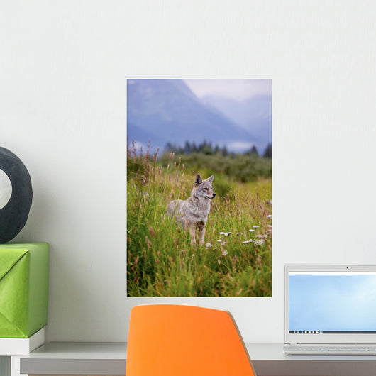 Captive Coyote Stands In Summer Flowers And Grasses Wall Mural