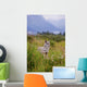 Captive Coyote Stands In Summer Flowers And Grasses Wall Mural