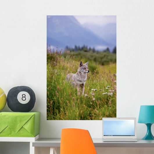 Captive Coyote Stands In Summer Flowers And Grasses Wall Mural