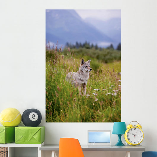 Captive Coyote Stands In Summer Flowers And Grasses Wall Mural