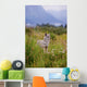 Captive Coyote Stands In Summer Flowers And Grasses Wall Mural