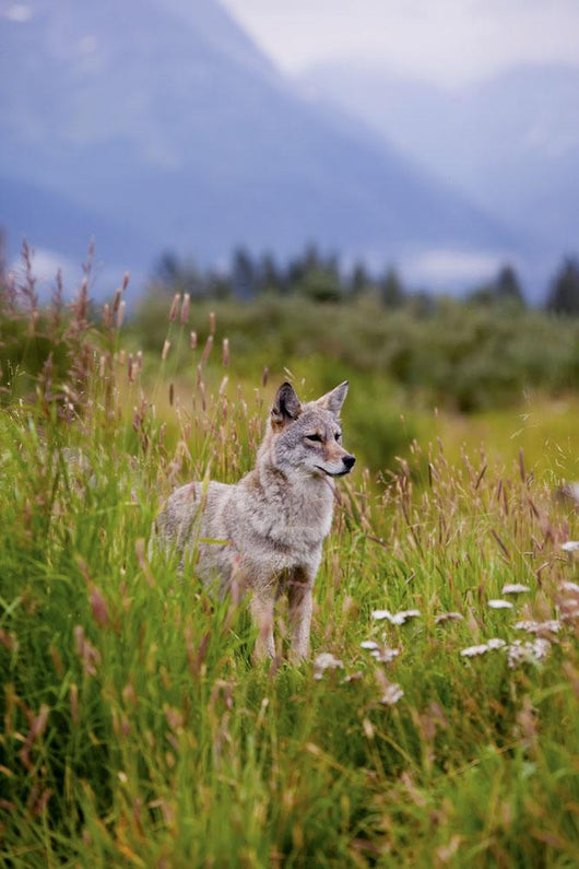 Captive Coyote Stands In Summer Flowers And Grasses Wall Mural
