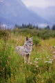 Captive Coyote Stands In Summer Flowers And Grasses Wall Mural