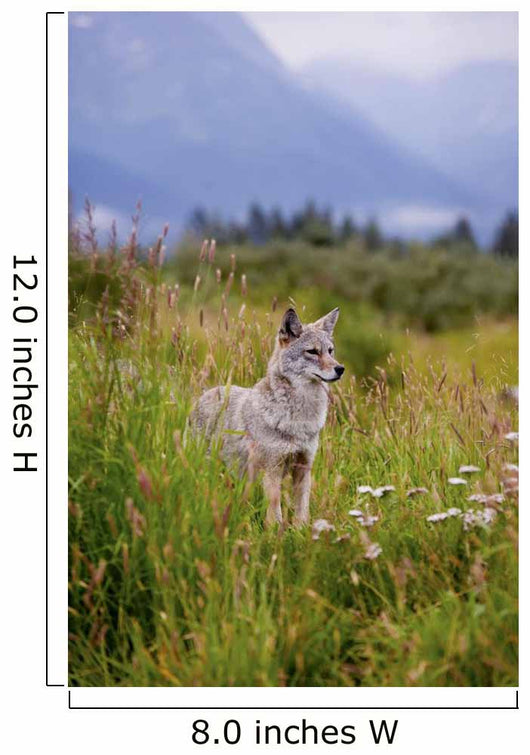 Captive Coyote Stands In Summer Flowers And Grasses Wall Mural