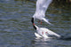Arctic Terns Displaying Mating Behavior At Potter Marsh During Spring Wall Mural