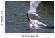 Arctic Terns Displaying Mating Behavior At Potter Marsh During Spring Wall Mural