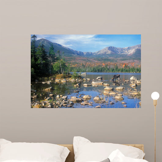 Bull Moose Feeding Pond