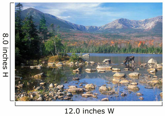 Bull Moose Feeding Pond