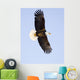 Bald Eagle Wall Mural