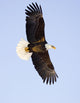 Bald Eagle Wall Mural
