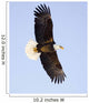Bald Eagle Wall Mural