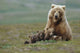 Grizzly Bear Sow W/4 Young Cubs Wall Mural
