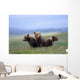 4 Young Brown Bear Cubs Huddled Together Wall Mural