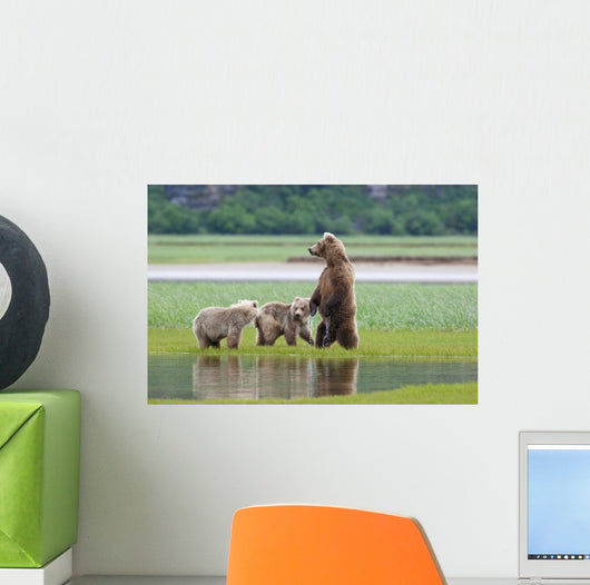 Coastal Brown Bear Sow With Her Two Spring Cubs At Hallo Bay Wall Mural