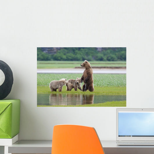 Coastal Brown Bear Sow With Her Two Spring Cubs At Hallo Bay Wall Mural