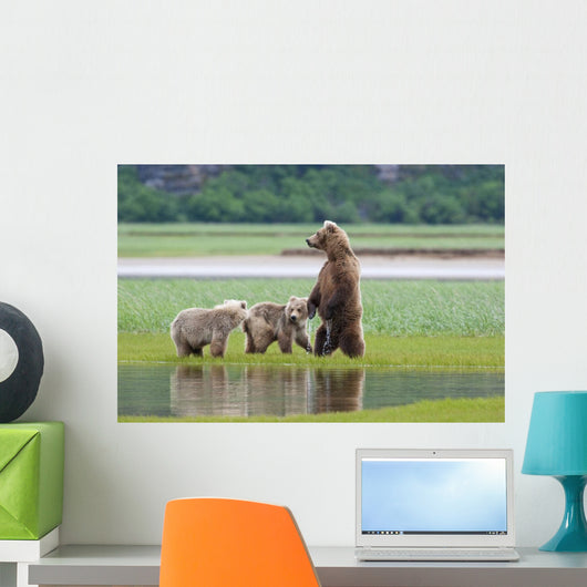 Coastal Brown Bear Sow With Her Two Spring Cubs At Hallo Bay Wall Mural