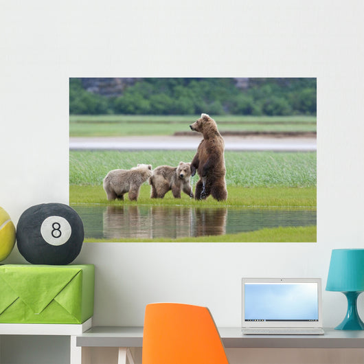 Coastal Brown Bear Sow With Her Two Spring Cubs At Hallo Bay Wall Mural