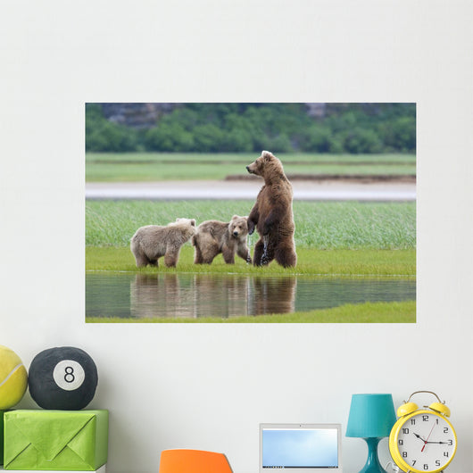 Coastal Brown Bear Sow With Her Two Spring Cubs At Hallo Bay Wall Mural