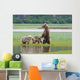 Coastal Brown Bear Sow With Her Two Spring Cubs At Hallo Bay Wall Mural