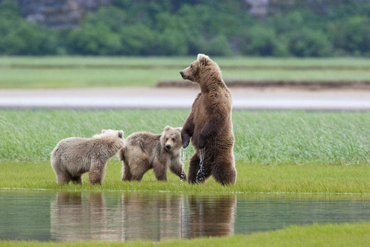 Coastal Brown Bear Sow With Her Two Spring Cubs At Hallo Bay Wall Mural