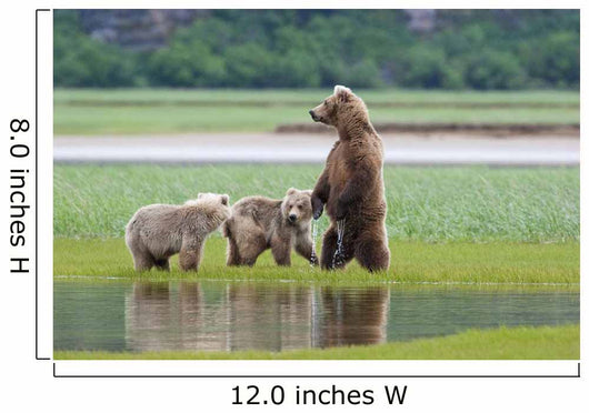 Coastal Brown Bear Sow With Her Two Spring Cubs At Hallo Bay Wall Mural