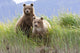 Bear Cubs Standing On A Riverbank At Hallo Bay Wall Mural