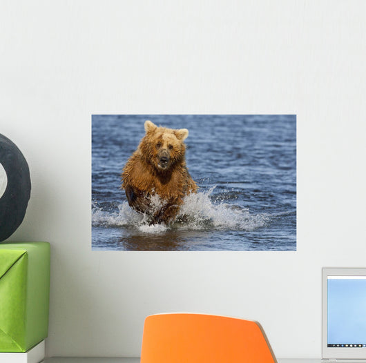 Coastal Grizzly Fishing In Hallo Bay Katmai National Park, Alaska Wall Mural