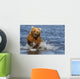 Coastal Grizzly Fishing In Hallo Bay Katmai National Park, Alaska Wall Mural